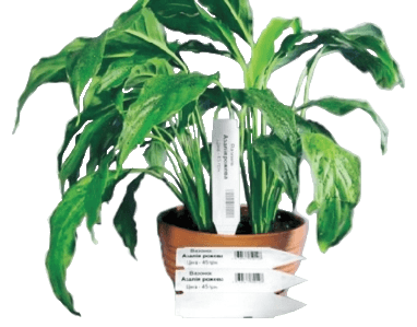 Бірка Паркан